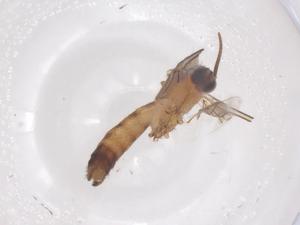  ( - CBG-B01912-C07)  @11 [ ] CreativeCommons - Attribution Share - Alike (2025) Centre for Biodiversity Genomics Centre for Biodiversity Genomics