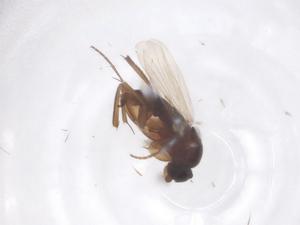  ( - CBG-B01913-H02)  @11 [ ] CreativeCommons - Attribution Share - Alike (2025) Centre for Biodiversity Genomics Centre for Biodiversity Genomics