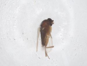  ( - CBG-B01915-F06)  @11 [ ] CreativeCommons - Attribution Share - Alike (2025) Centre for Biodiversity Genomics Centre for Biodiversity Genomics