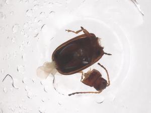  (Phyllotreta lativittata - CBG-B01970-H06)  @11 [ ] CreativeCommons - Attribution Share - Alike (2025) Centre for Biodiversity Genomics Centre for Biodiversity Genomics