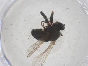  ( - CBG-B01980-A07)  @11 [ ] CreativeCommons - Attribution Share - Alike (2025) Centre for Biodiversity Genomics Centre for Biodiversity Genomics