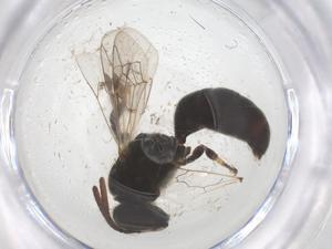  ( - CBG-B01980-F01)  @11 [ ] CreativeCommons - Attribution Share - Alike (2025) Centre for Biodiversity Genomics Centre for Biodiversity Genomics