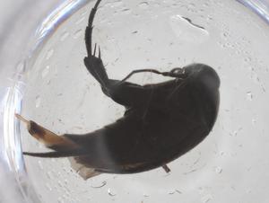  ( - CBG-B01980-G06)  @11 [ ] CreativeCommons - Attribution Share - Alike (2025) Centre for Biodiversity Genomics Centre for Biodiversity Genomics