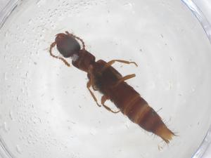  ( - CBG-B01980-H06)  @11 [ ] CreativeCommons - Attribution Share - Alike (2025) Centre for Biodiversity Genomics Centre for Biodiversity Genomics