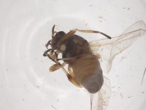  ( - CBG-B01981-A10)  @11 [ ] CreativeCommons - Attribution Share - Alike (2025) Centre for Biodiversity Genomics Centre for Biodiversity Genomics