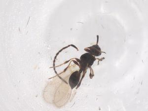  ( - CBG-B01981-C11)  @11 [ ] CreativeCommons - Attribution Share - Alike (2025) Centre for Biodiversity Genomics Centre for Biodiversity Genomics