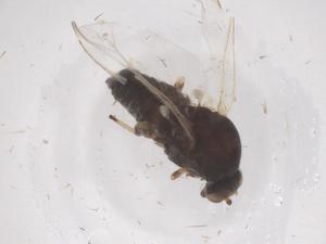  (Simulium pseudequinum - CBG-B01981-D07)  @11 [ ] CreativeCommons - Attribution Share - Alike (2025) Centre for Biodiversity Genomics Centre for Biodiversity Genomics