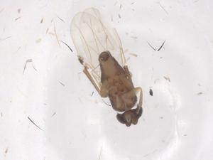  (Megaselia collini - CBG-B01981-F04)  @11 [ ] CreativeCommons - Attribution Share - Alike (2025) Centre for Biodiversity Genomics Centre for Biodiversity Genomics