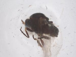  ( - CBG-B01982-A06)  @11 [ ] CreativeCommons - Attribution Share - Alike (2025) Centre for Biodiversity Genomics Centre for Biodiversity Genomics