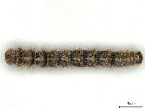  ( - CBG-B02536-H04)  @11 [ ] CreativeCommons - Attribution Share - Alike (2025) CBG Photography Group Centre for Biodiversity Genomics