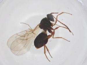  ( - CBG-B02806-D04)  @11 [ ] CreativeCommons - Attribution Share - Alike (2025) Centre for Biodiversity Genomics Centre for Biodiversity Genomics