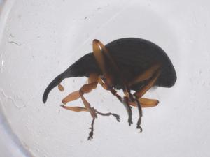  ( - CBG-B03338-F08)  @11 [ ] CreativeCommons - Attribution Share - Alike (2025) Centre for Biodiversity Genomics Centre for Biodiversity Genomics