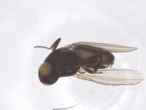  ( - CBG-B03338-H04)  @11 [ ] CreativeCommons - Attribution Share - Alike (2025) Centre for Biodiversity Genomics Centre for Biodiversity Genomics