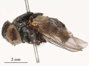  ( - CBG-B03398-H05)  @11 [ ] CreativeCommons - Attribution Share - Alike (2025) CBG Photography Group Centre for Biodiversity Genomics