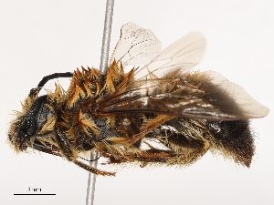  ( - CBG-B03412-A01)  @11 [ ] CreativeCommons - Attribution Share - Alike (2025) CBG Photography Group Centre for Biodiversity Genomics