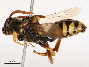  (Nomada limassolica - CBG-B03412-A02)  @11 [ ] CreativeCommons - Attribution Share - Alike (2025) CBG Photography Group Centre for Biodiversity Genomics