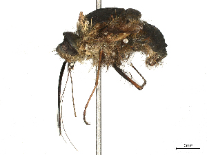  ( - CBG-B03412-C12)  @11 [ ] CreativeCommons - Attribution Share - Alike (2025) CBG Photography Group Centre for Biodiversity Genomics