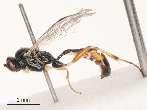  ( - CBG-B03412-H11)  @11 [ ] CreativeCommons - Attribution Share - Alike (2025) CBG Photography Group Centre for Biodiversity Genomics