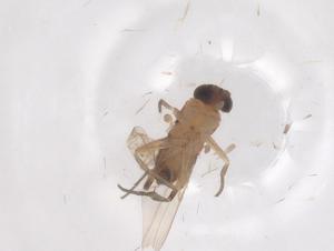  ( - CBG-B04313-D05)  @11 [ ] CreativeCommons - Attribution Share - Alike (2025) Centre for Biodiversity Genomics Centre for Biodiversity Genomics