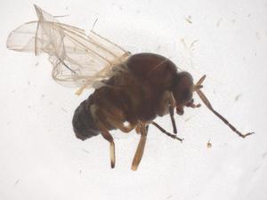  ( - CBG-B04315-A01)  @11 [ ] CreativeCommons - Attribution Share - Alike (2025) Centre for Biodiversity Genomics Centre for Biodiversity Genomics