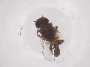  ( - CBG-B04315-D06)  @11 [ ] CreativeCommons - Attribution Share - Alike (2025) Centre for Biodiversity Genomics Centre for Biodiversity Genomics