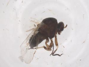  ( - CBG-B04315-F03)  @11 [ ] CreativeCommons - Attribution Share - Alike (2025) Centre for Biodiversity Genomics Centre for Biodiversity Genomics