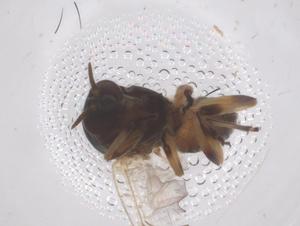  ( - CBG-B04349-D02)  @11 [ ] CreativeCommons - Attribution Share - Alike (2025) Centre for Biodiversity Genomics Centre for Biodiversity Genomics