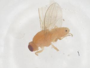  ( - CBG-B04350-B02)  @11 [ ] CreativeCommons - Attribution Share - Alike (2025) Centre for Biodiversity Genomics Centre for Biodiversity Genomics