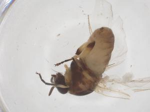  ( - CBG-B04350-G06)  @11 [ ] CreativeCommons - Attribution Share - Alike (2025) Centre for Biodiversity Genomics Centre for Biodiversity Genomics