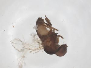  ( - CBG-B04350-G11)  @11 [ ] CreativeCommons - Attribution Share - Alike (2025) Centre for Biodiversity Genomics Centre for Biodiversity Genomics