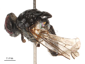  ( - CBG-B04363-C01)  @11 [ ] CreativeCommons - Attribution Share - Alike (2025) CBG Photography Group Centre for Biodiversity Genomics