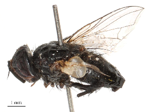  ( - CBG-B04363-D01)  @11 [ ] CreativeCommons - Attribution Share - Alike (2025) CBG Photography Group Centre for Biodiversity Genomics