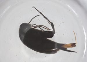  ( - CBG-B04506-C02)  @11 [ ] CreativeCommons - Attribution Share - Alike (2025) Centre for Biodiversity Genomics Centre for Biodiversity Genomics