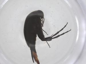  ( - CBG-B04506-D02)  @11 [ ] CreativeCommons - Attribution Share - Alike (2025) Centre for Biodiversity Genomics Centre for Biodiversity Genomics