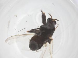  ( - CBG-B04506-H04)  @11 [ ] CreativeCommons - Attribution Share - Alike (2025) Centre for Biodiversity Genomics Centre for Biodiversity Genomics