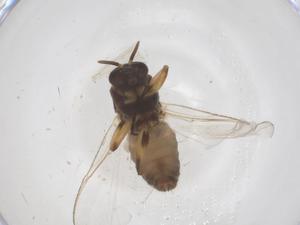  ( - CBG-B04525-F09)  @11 [ ] CreativeCommons - Attribution Share - Alike (2025) Centre for Biodiversity Genomics Centre for Biodiversity Genomics