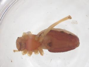  ( - CBG-B04525-H07)  @11 [ ] CreativeCommons - Attribution Share - Alike (2025) Centre for Biodiversity Genomics Centre for Biodiversity Genomics