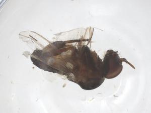  ( - CBG-B04525-H09)  @11 [ ] CreativeCommons - Attribution Share - Alike (2025) Centre for Biodiversity Genomics Centre for Biodiversity Genomics