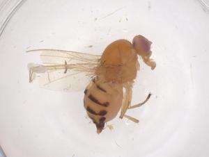  ( - CBG-B04526-E01)  @11 [ ] CreativeCommons - Attribution Share - Alike (2025) Centre for Biodiversity Genomics Centre for Biodiversity Genomics