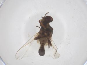  ( - CBG-B04527-C09)  @11 [ ] CreativeCommons - Attribution Share - Alike (2025) Centre for Biodiversity Genomics Centre for Biodiversity Genomics