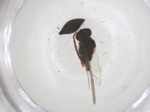  ( - CBG-B04527-F03)  @11 [ ] CreativeCommons - Attribution Share - Alike (2025) Centre for Biodiversity Genomics Centre for Biodiversity Genomics