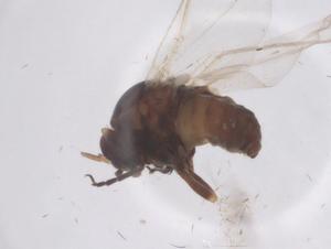  ( - CBG-B04564-C11)  @11 [ ] CreativeCommons - Attribution Share - Alike (2025) Centre for Biodiversity Genomics Centre for Biodiversity Genomics