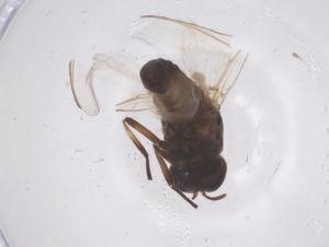  ( - CBG-B04623-F07)  @11 [ ] CreativeCommons - Attribution Share - Alike (2025) Centre for Biodiversity Genomics Centre for Biodiversity Genomics