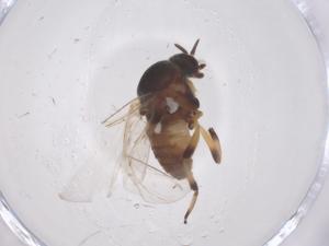  ( - CBG-B04623-F09)  @11 [ ] CreativeCommons - Attribution Share - Alike (2025) Centre for Biodiversity Genomics Centre for Biodiversity Genomics