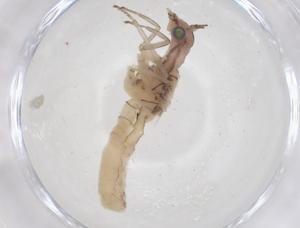  ( - CBG-B04641-C03)  @11 [ ] CreativeCommons - Attribution Share - Alike (2025) Centre for Biodiversity Genomics Centre for Biodiversity Genomics