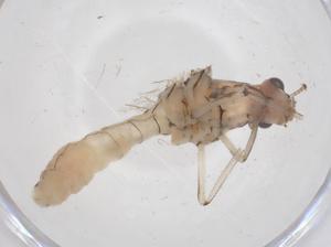  ( - CBG-B04641-C08)  @11 [ ] CreativeCommons - Attribution Share - Alike (2025) Centre for Biodiversity Genomics Centre for Biodiversity Genomics