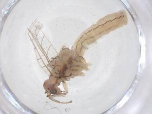  ( - CBG-B04641-F07)  @11 [ ] CreativeCommons - Attribution Share - Alike (2025) Centre for Biodiversity Genomics Centre for Biodiversity Genomics