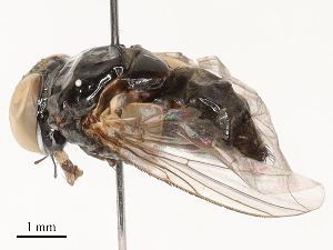  (Thelyconychia - CBG-B04783-C06)  @11 [ ] CreativeCommons - Attribution Share - Alike (2025) CBG Photography Group Centre for Biodiversity Genomics