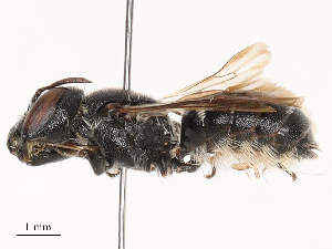  ( - CBG-B04783-E01)  @11 [ ] CreativeCommons - Attribution Share - Alike (2025) CBG Photography Group Centre for Biodiversity Genomics