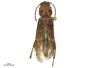  ( - CBG-B04783-G09)  @11 [ ] CreativeCommons - Attribution Share - Alike (2025) CBG Photography Group Centre for Biodiversity Genomics
